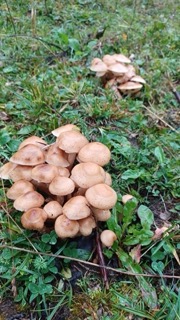 foto di Funghi